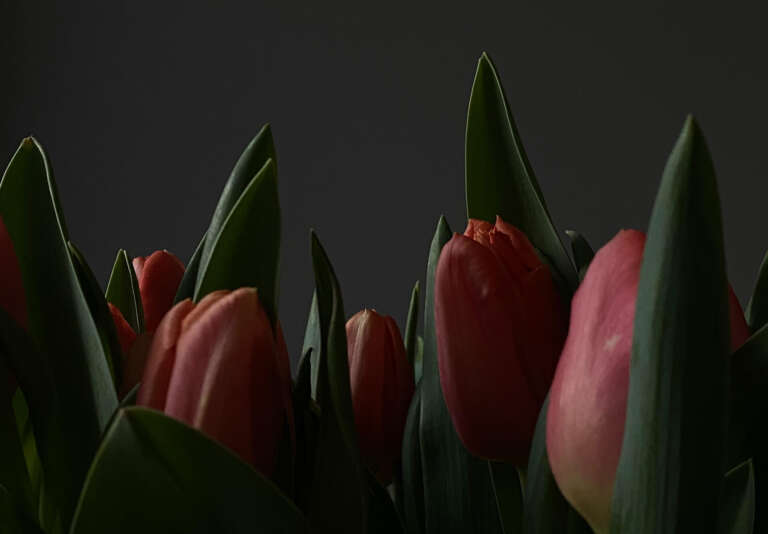 The Beauty of Spring Was Darkened by War: European News, March 2022